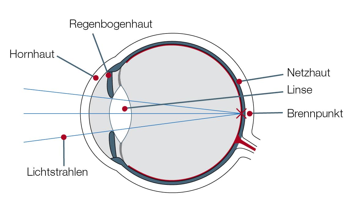 Das normalsichtige Auge