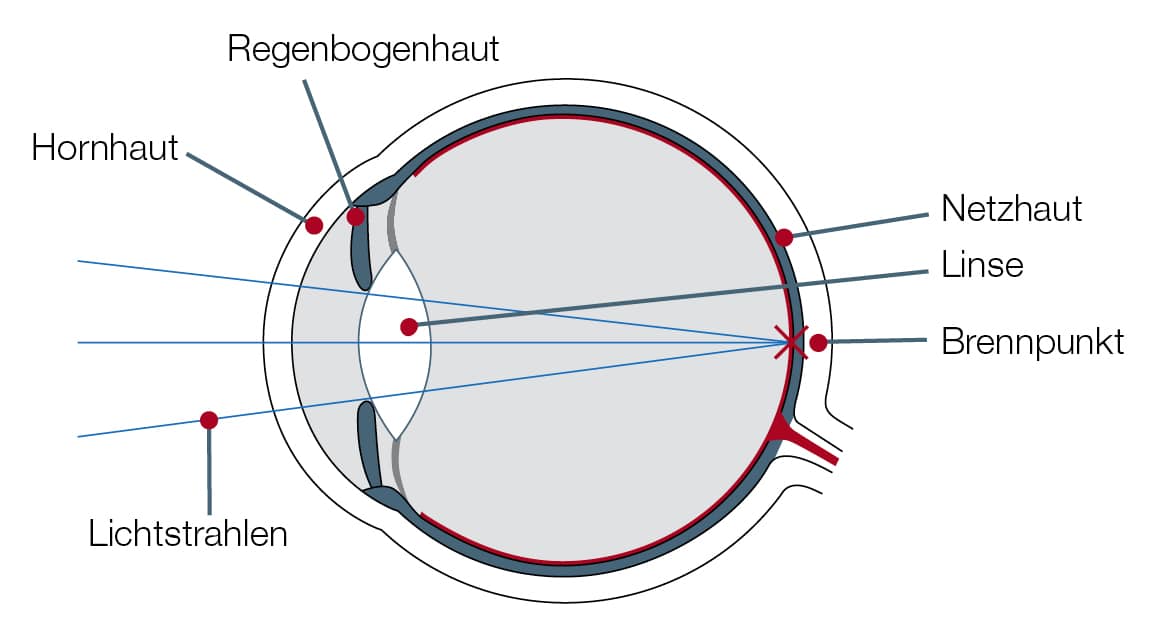 Das normalsichtige Auge